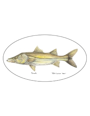 Pescador On The Fly Snook Decal in Snook